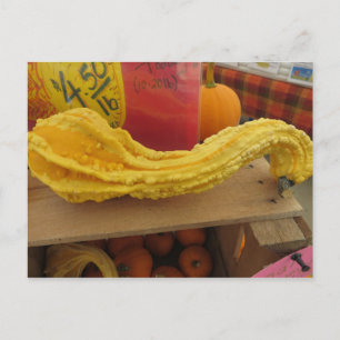 Gnarled Gourd Postcard