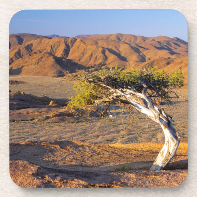 Gnarled Tree And Desert Lands, Richtersveld Coaster (Front)