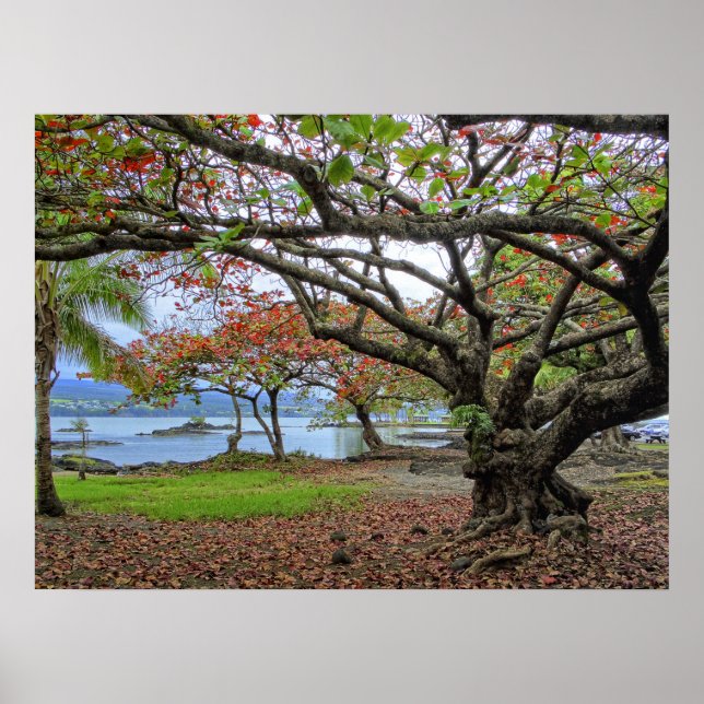 GNARLY TREES of SOUTH HILO BAY - HAWAII Poster (Front)