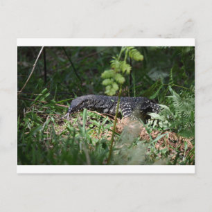 GOANNA EUNGELLA NATIONAL PARK QUEENSLAND AUSTRALIA POSTCARD