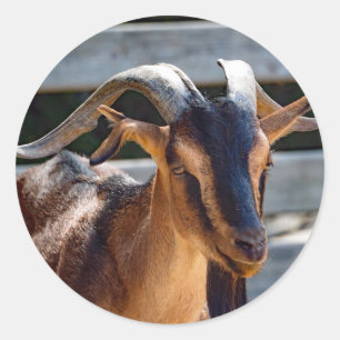 Goat 503 classic round sticker
