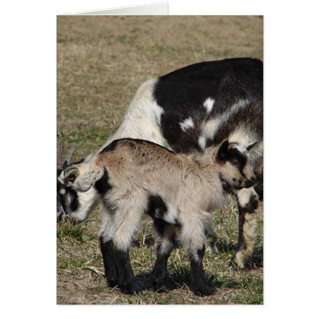 Goat and Goat Kid (Front)