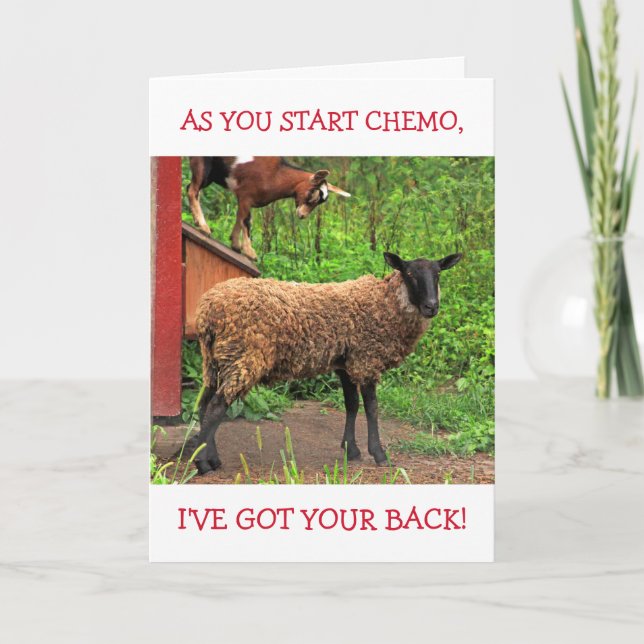 Goat And Sheep Chemo Comfort  Card (Front)