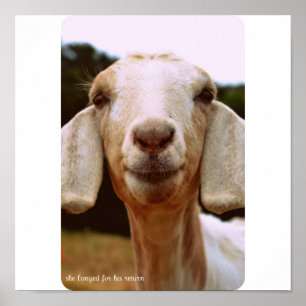 Goat Art Poster