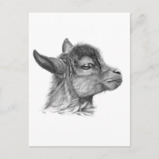 Goat Baby G099 Postcard