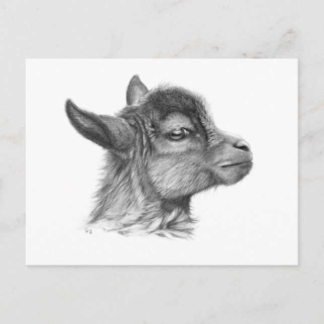 Goat Baby G099 Postcard (Front)