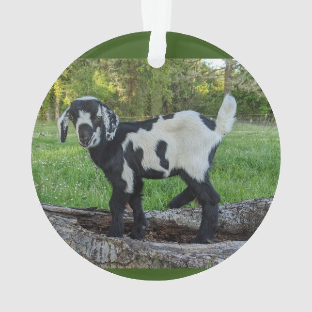 Goat baby ornament 2 pictures (Back)