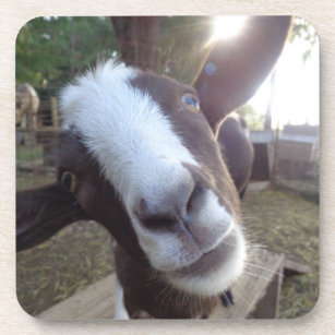 Goat Barnyard Farm Animal Coaster