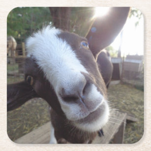Goat Barnyard Farm Animal Square Paper Coaster