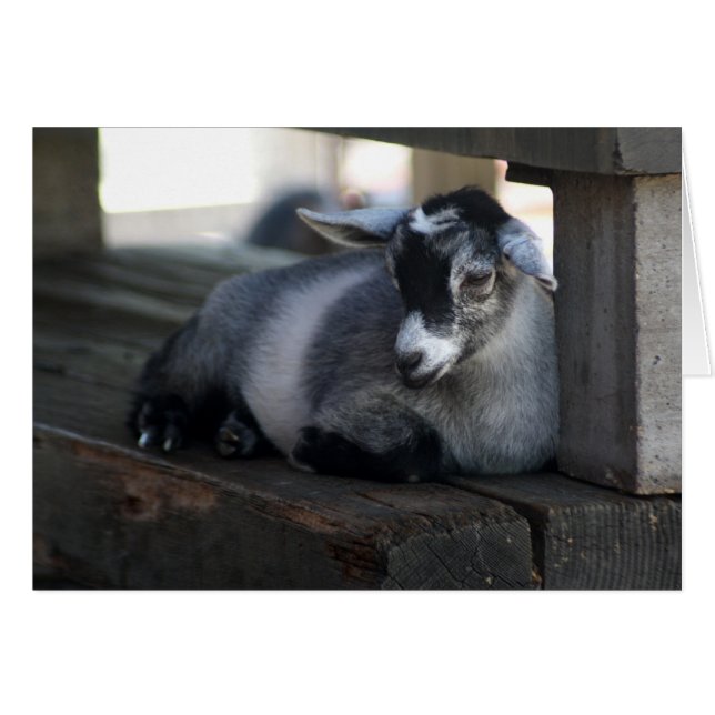 Goat Blank Card (Front Horizontal)