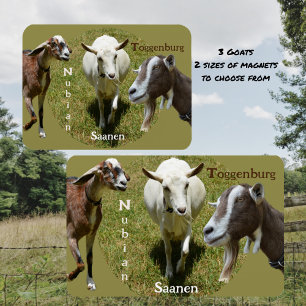 Goat Breeds Nubian Saasen Toggenburg Photographic Magnet