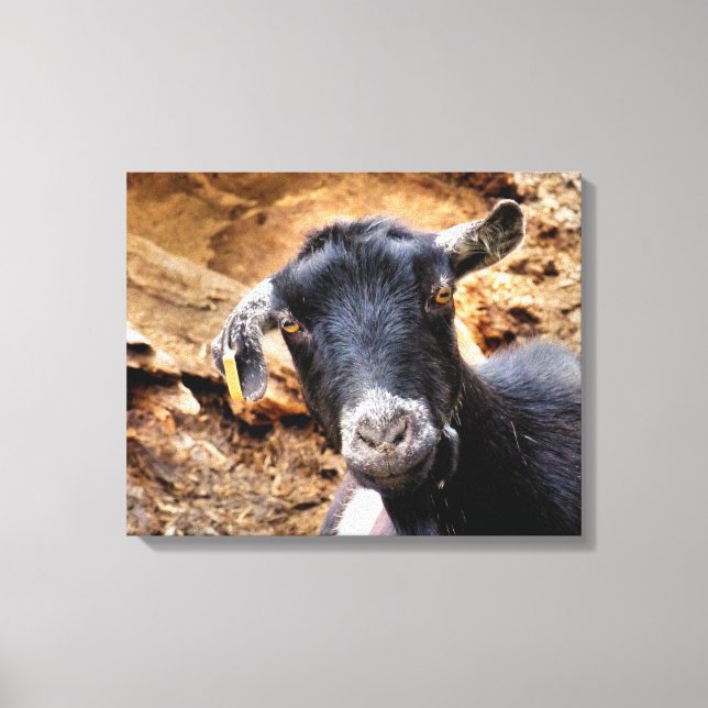 GOAT CANVAS PRINT (Front)