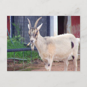 goat  card