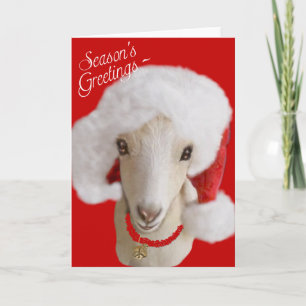 Goat Christmas Card LaMancha Goat