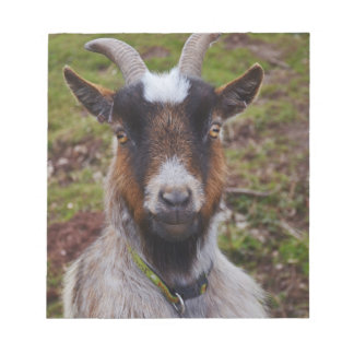 Goat close up. notepad