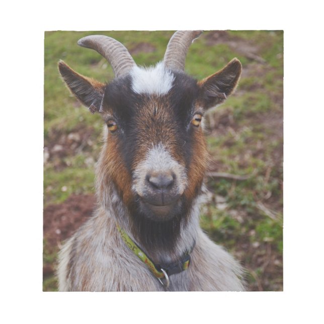 Goat close up. notepad (Front)