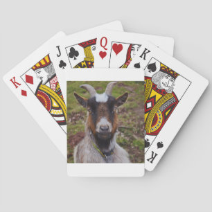 Goat close up. playing cards