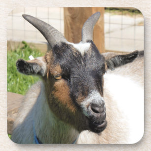 GOAT COASTER