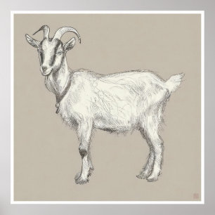 Goat Drawing - Archival Print