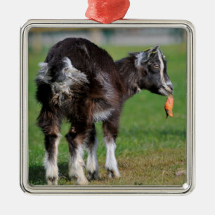 Goat eating carrot metal ornament