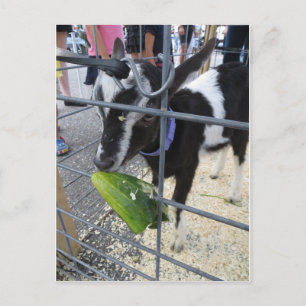 Goat Eating Pickle Postcard