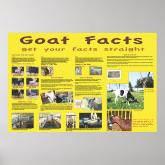 Goat Facts Poster 1