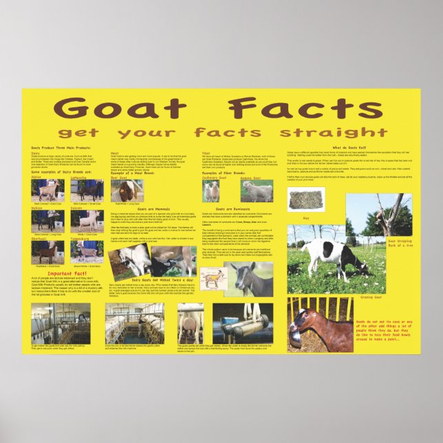 Goat Facts Poster 1 (Front)
