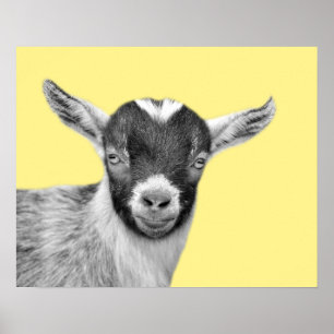 Goat farm animal photo peekaboo black and white poster