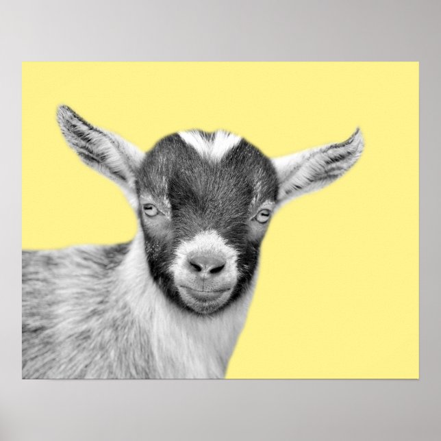 Goat farm animal photo peekaboo black and white poster (Front)
