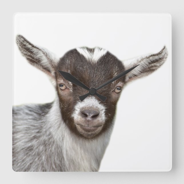 Goat farm animal photo peekaboo modern square wall clock (Front)