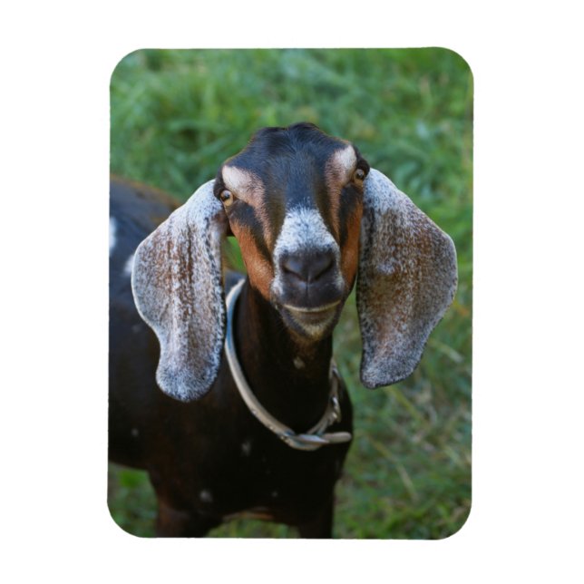 Goat female rustic rural country farm magnet (Vertical)