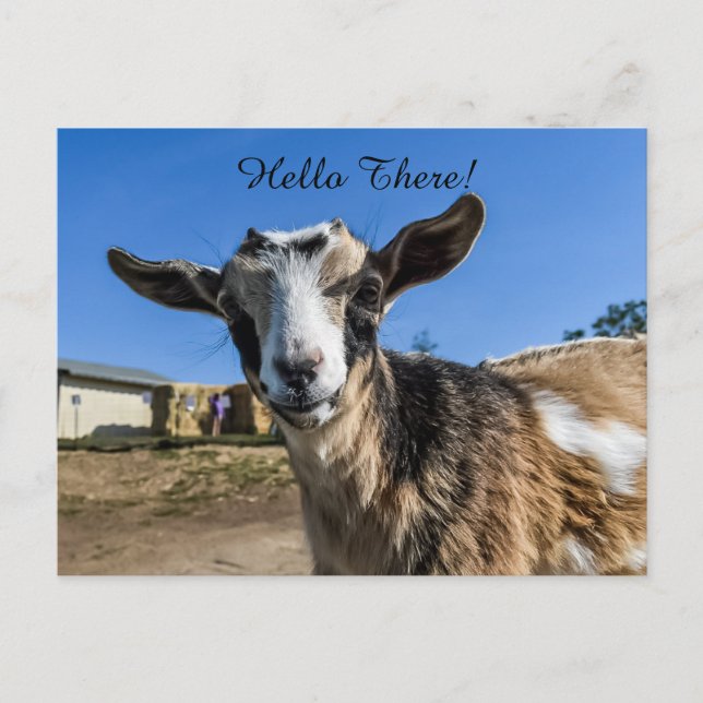 Goat greeting postcard (Front)