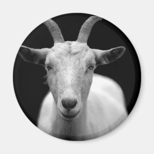 Goat horn ram custom personalise Anniversaries Magnet