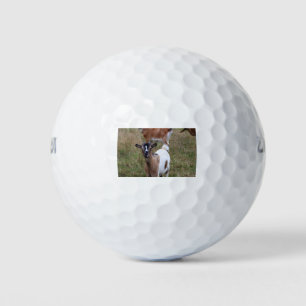 Goat in a field golf balls