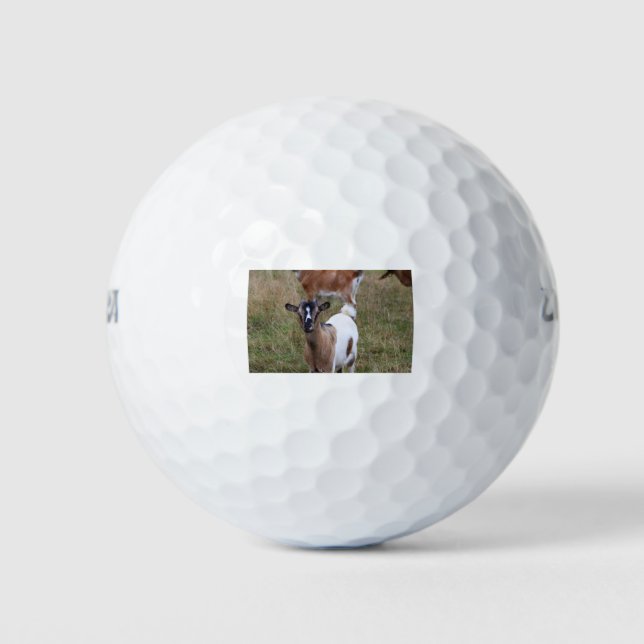 Goat in a field golf balls (Front)