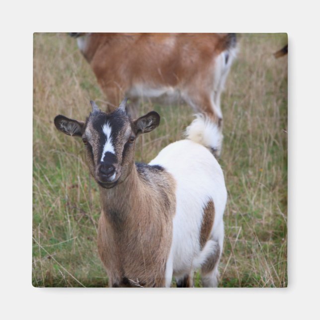 Goat in a field magnet (Front)