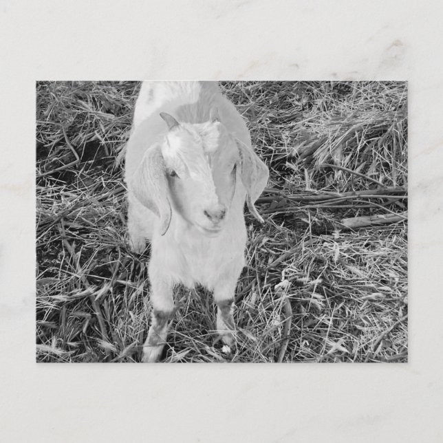 Goat in black and white postcard (Front)