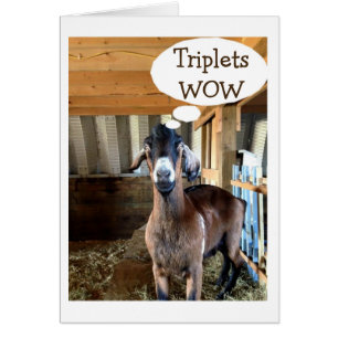 GOAT IS SO EXCITED=TRIPLETS=TRIPLE THE LOVE