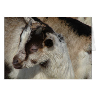Goat Kid