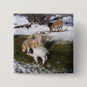 Goat Kid in Snowy Grass 15 Cm Square Badge