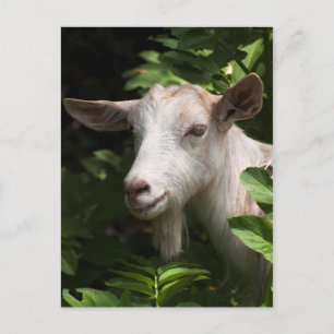 Goat looking at camera postcard