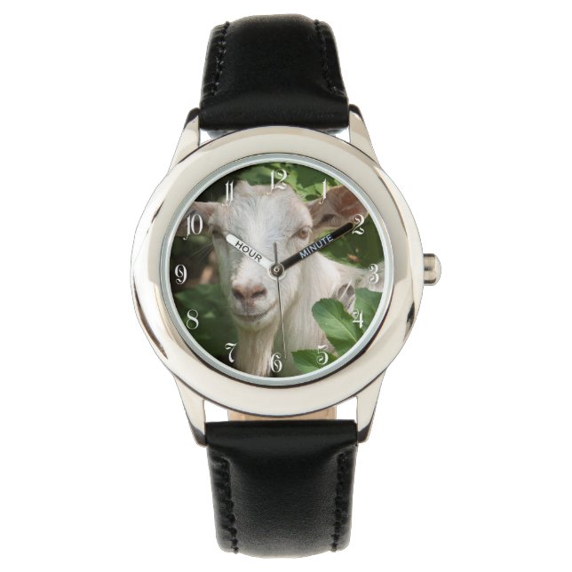 Goat looking at camera watch (Front)