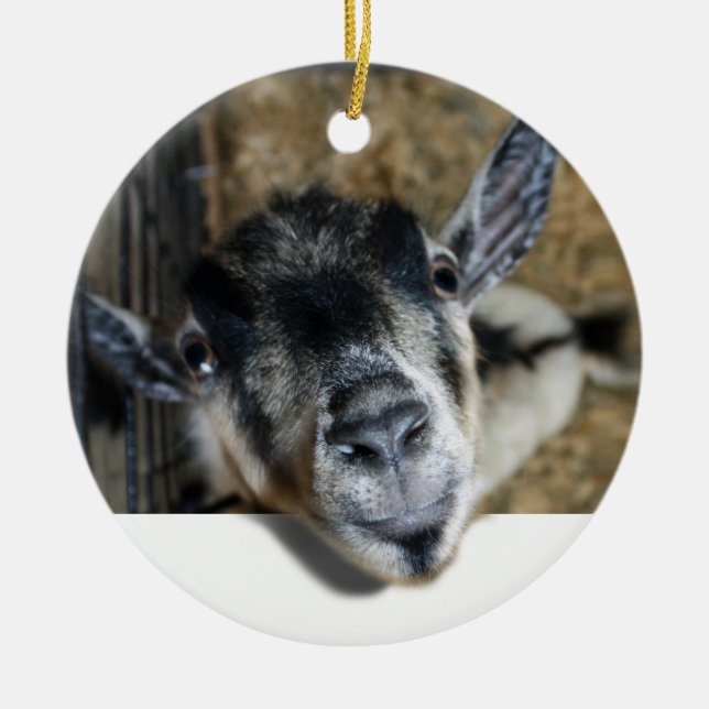 Goat Looking Out Ceramic Tree Decoration (Front)