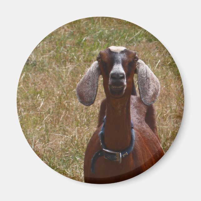 Goat Magnet (Front)