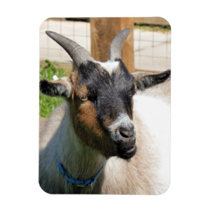 GOAT MAGNET