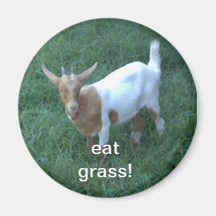 goat magnet