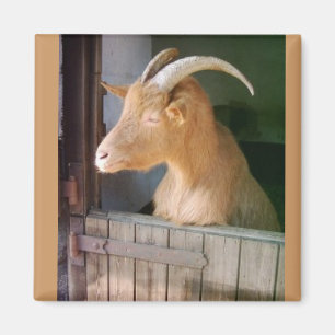 Goat Magnet