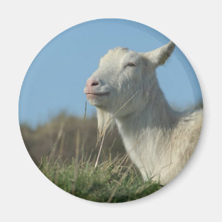 goat magnet