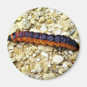 Goat Moth Caterpillar Magnet