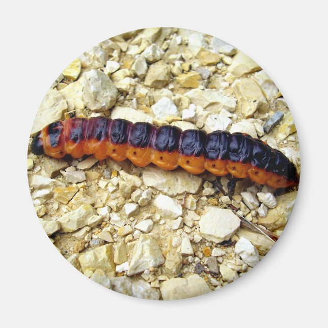 Goat Moth Caterpillar Magnet (Front)